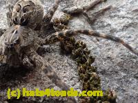 /home//u458753944/public_html/sourcegallery//Insects and small critters/spiders and kin (Arachnida)/P7251213.JPG